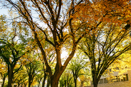 campus trees